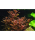 Rotala macandra | Plantas de Acuario Tropica | Acuario Plantado