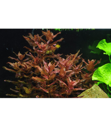 Rotala macandra | Plantas de Acuario Tropica | Acuario Plantado