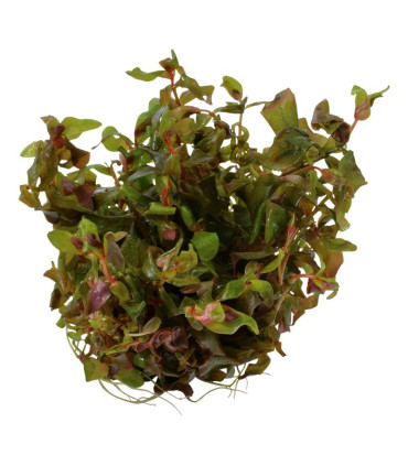 Rotala macandra | Plantas de Acuario Tropica | Acuario Plantado