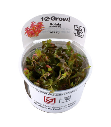 Rotala macandra | Plantas de Acuario Tropica | Acuario Plantado