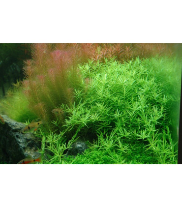 Rotala green | Plantas de Acuario Tropica | Acuario Plantado