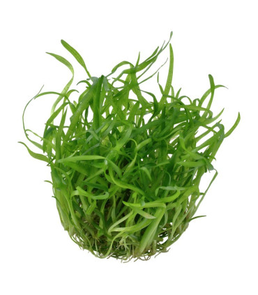 Sagittaria subulata | Plantas de Acuario Tropica | Acuario Plantado