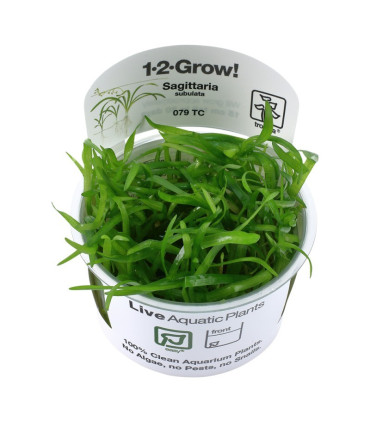 Sagittaria subulata | Plantas de Acuario Tropica | Acuario Plantado