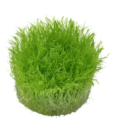 Utricularia Graminifolia | Plantas de Acuario Tropica | Acuario Plantado