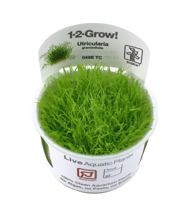 Utricularia Graminifolia | Plantas de Acuario Tropica | Acuario Plantado