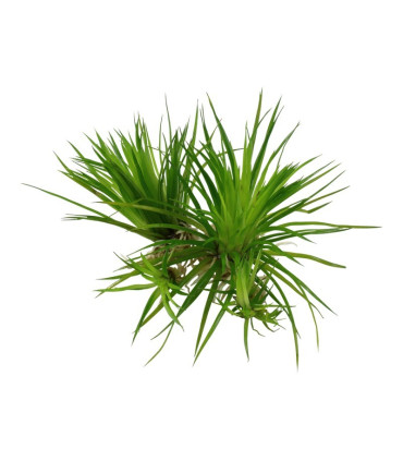 Eriocaulon Cinerum | Plantas de Acuario Tropica | Acuario Plantado