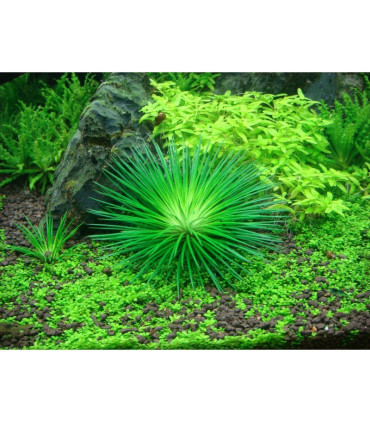 Eriocaulon Cinerum | Plantas de Acuario Tropica | Acuario Plantado