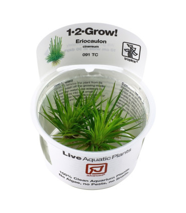 Eriocaulon Cinerum | Plantas de Acuario Tropica | Acuario Plantado