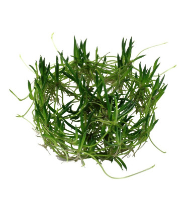 Littorella Uniflora | Plantas de Acuario Tropica | Acuario Plantado