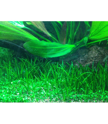 Littorella Uniflora | Plantas de Acuario Tropica | Acuario Plantado