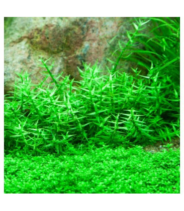 Gratiola Viscidula | Plantas de Acuario Tropica | Acuario Plantado