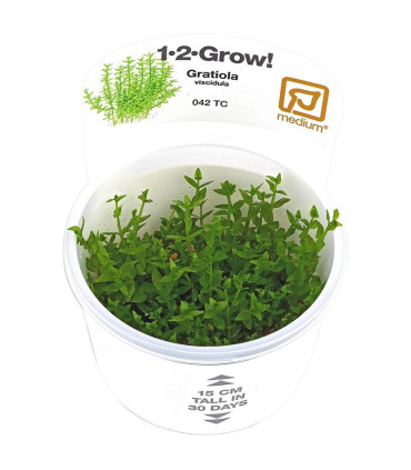 Gratiola Viscidula | Plantas de Acuario Tropica | Acuario Plantado