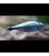 Tetra Mercurio | Peces de acuario