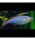 Pez Arcoiris Enano | Comprar Pez Arcoiris | Acuario Plantado