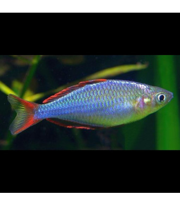 Pez Arcoiris Enano | Comprar Pez Arcoiris | Acuario Plantado