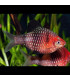 Barbo Rubi | Comprar barbos | Acuario Plantado