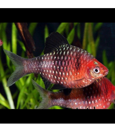 Barbo Rubi | Comprar barbos | Acuario Plantado