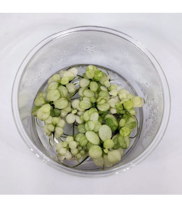 Anubia Blanca "snow white" | Plantas de acuario| Acuario Plantado