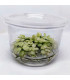 Anubia Blanca "snow white" | Plantas de acuario| Acuario Plantado