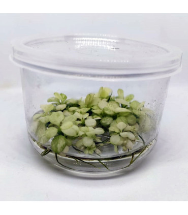 Anubia Blanca "snow white" | Plantas de acuario| Acuario Plantado