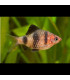 Barbo Rubi | Comprar barbos | Acuario Plantado