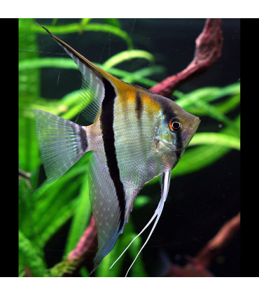 Pez de acuario Escalar