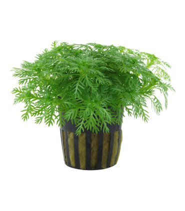 Hottonia Palustris | Plantas de acuario| Acuario Plantado