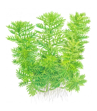 Hottonia Palustris | Plantas de acuario| Acuario Plantado