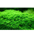 Kit Plantas de acuario - Hemiantus callitrichoides