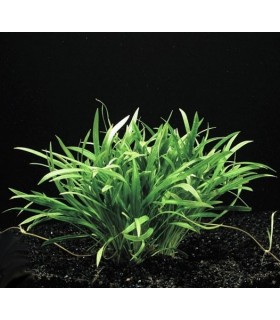 Kit 6x Lilaeopsis novae-zelandiae