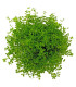 Kit Plantas de acuario - Micranthemum Monte Carlo