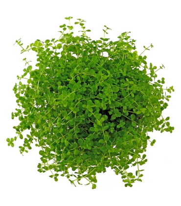 Kit Plantas de acuario - Micranthemum Monte Carlo