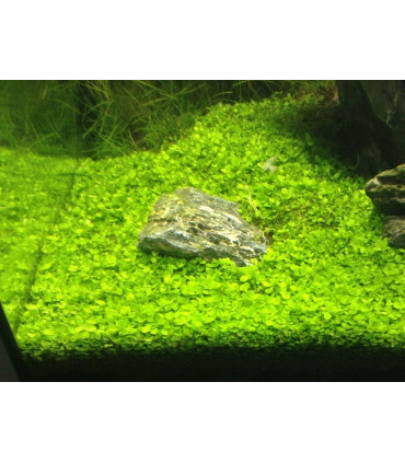 Kit Plantas de acuario - Micranthemum Monte Carlo
