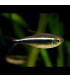 Pez de acuario Tetra Neon Negro