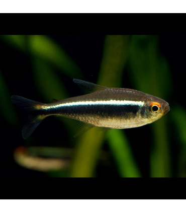 Pez de acuario Tetra Neon Negro