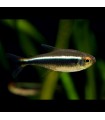 Lote 5x Tetra Neón Negro