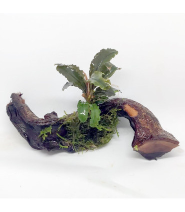 Plantas de acuario | Bucephalandra surtida