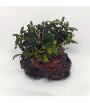 Plantas de acuario | Bucephalandra surtida