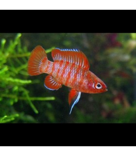 Badis Escarlata