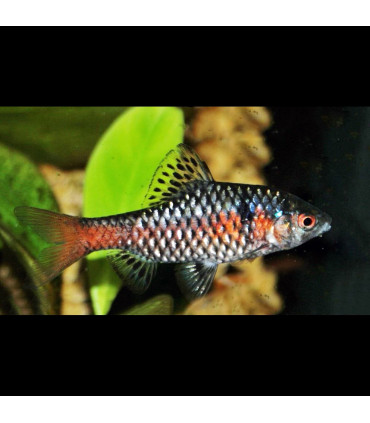 Pez Barbo Odesa | Acuario Plantado