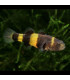 Pez de acuario Gobio Avispa