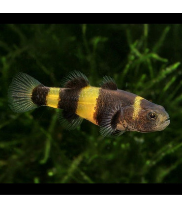 Pez de acuario Gobio Avispa