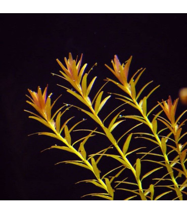 Rotala Rotundifolia | Plantas de acuario| Acuario Plantado