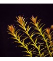 Rotala Rotundifolia