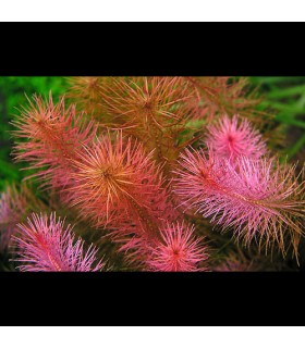 Rotala Wallichii