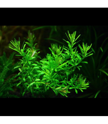 Rotala Boschii | Plantas de acuario| Acuario Plantado