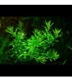 Rotala Boschii