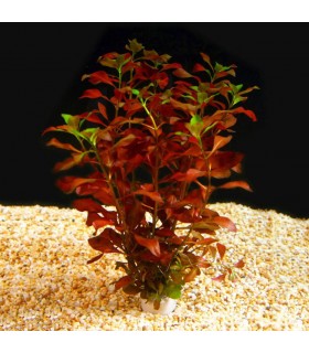 Ludwigia palustris super vermelha