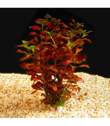 Ludwigia Palustris Red | Plantas de acuario| Acuario Plantado