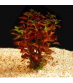 Ludwigia palustris super red